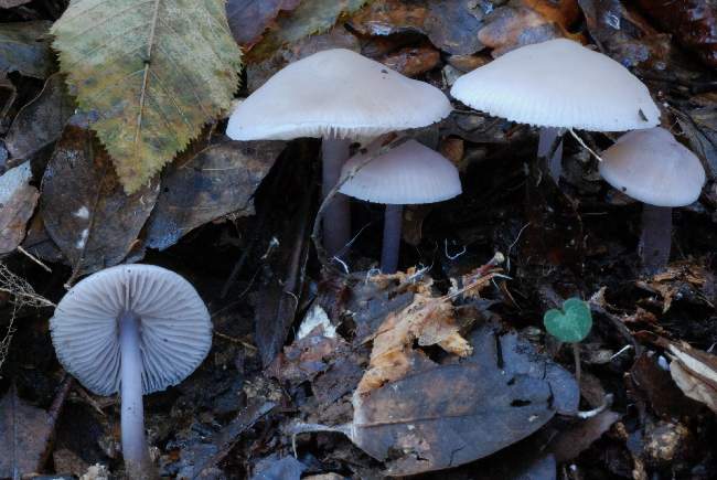 uscita prima della nevicata